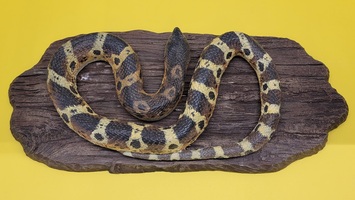 Vintage Hoghead Snake Mounted Replica