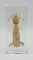 Large Mantis Shrimp in Resin Aquatic Specimen