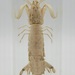 Large Mantis Shrimp in Resin Aquatic Specimen